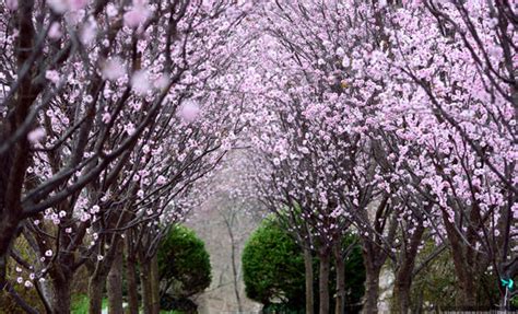 When Do Cherry Trees Blossom In California - Cherry Blossom Tree Near Me