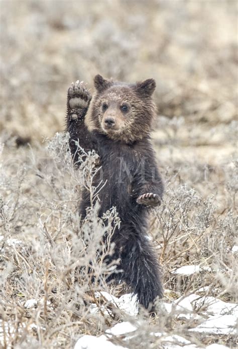 Grizzly Cub Wave Tom Murphy Photography
