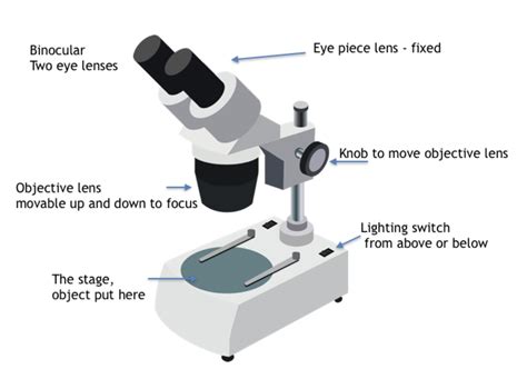 How Does A Microscope Work And How To Use One The Young Darwinian