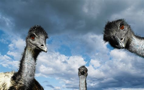 Download Funny Ostriches Ultrahd Wallpaper Wallpapers Printed