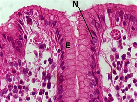 Simple Columnar Epithelium Pyloric Stomach 40x Histology Stomach
