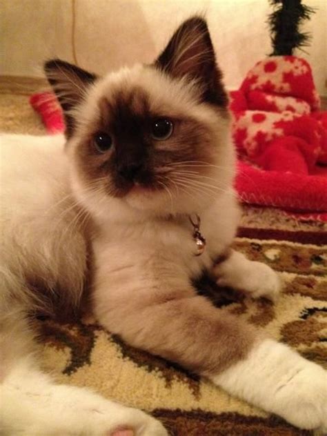 Bengal cats and kittens for sale at aspengold cattery in castle pines co. ragdoll-kittens-colorado (With images) | Ragdoll kitten ...