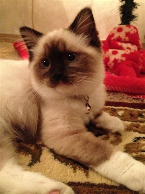 Welcome and thanks for visiting. ragdoll-kittens-colorado (With images) | Ragdoll kitten ...