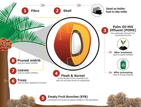 Palm oil — also known as red palm oil — contains high amounts of saturated fat, vitamins, and antioxidants. Zero waste of the palm oil fruit - PT Sinar Mas Agro ...