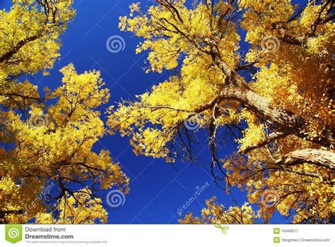 Tree With Golden Leaves And Blue Sky Stock Image Image
