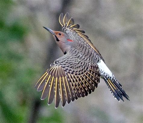 Yellow Shafted Flicker Colaptes Auratus A Pretty Songbird In The