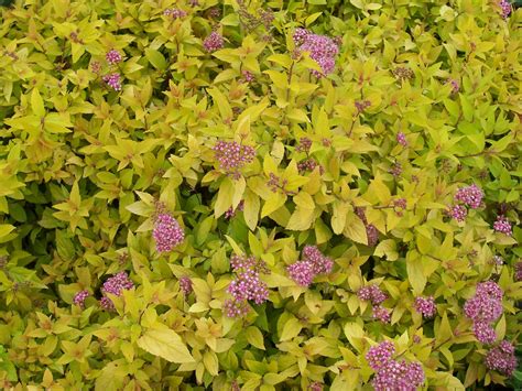 Add one to your garden, as a container plant on your deck, or along your walkway. Spirea 'Goldmound' | Goldmound spirea, Bushes and shrubs ...