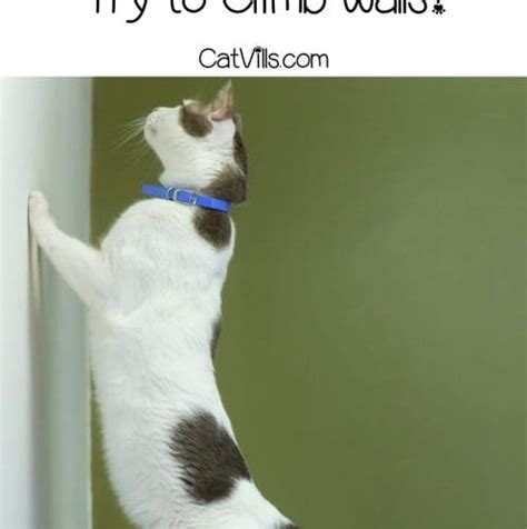 why does my cat try to climb walls 6 reasons and prevention