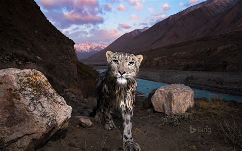 Snow Leopard In The Tian Shan Kyrgyzstan © Sebastian Kennerknecht