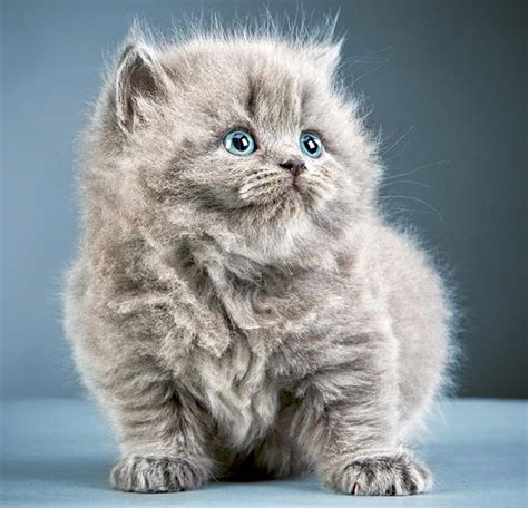 Fluffy Kitty Wallpapers Wallpaper Cave