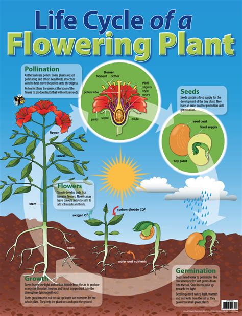 Life Cycle Of A Flowering Plant Chart Australian Teaching Aids