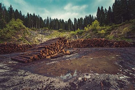 The Devastating Impacts Of Deforestation