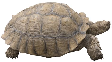 Tortoise PNG Transparent Tortoise PNG Images PlusPNG