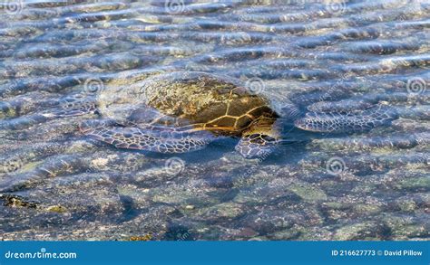 Hawaiian Green Sea Turtle Swimming Along The Shore In Koloko Honokohau National Historic Park In