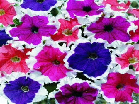 50 Seeds Pelleted Frost Mix Petunia Seeds Etsy