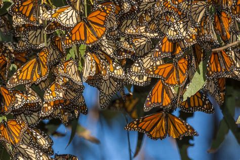 Where To See The Monarch Butterflies In California