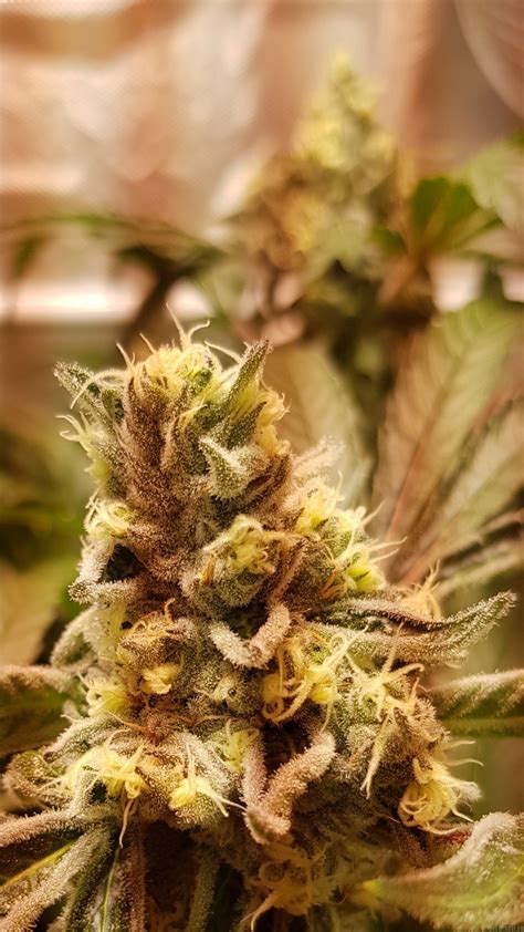 To pull, draw, or stretch tight: Devil Cookies (Natural Genetics Seeds) :: Cannabis Strain Info