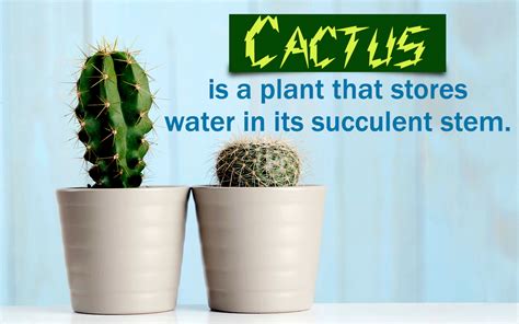 We take a look at types of succulent plants, which can be suited for indoor and outdoor to help you choose. Different Types of Plants - Gardenerdy