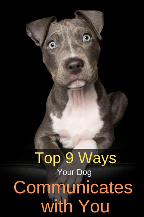Top 9 Ways Dogs Communicate With You Dogspaceblog Dog Care Dog