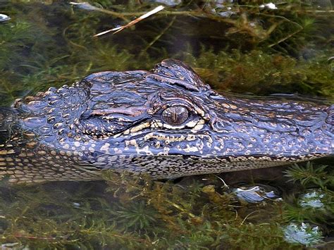 Filean Alligator In Louisiana Wikimedia Commons