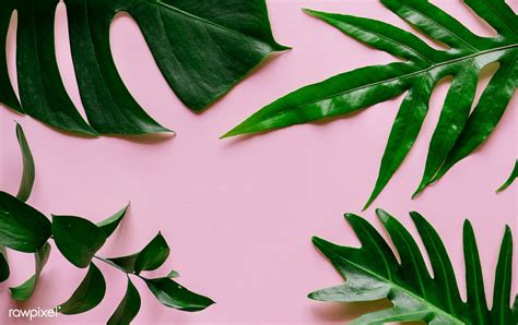 Tropical Leaves On Pink Background Royalty Free Stock