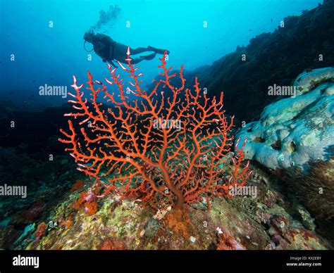 Types Of Branching Coral