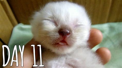Day 11 Premature Kitten Baby Kitten Day 11 To Day 100 Me Yeow