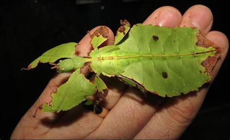 Meet The Giant Leaf Insects Jonathans Jungle Roadshow