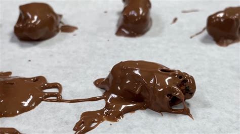 Cicada Licious Chocolatier Serves Up Buggy Treats Ctv News
