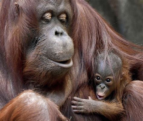 Animals born in Chicago zoos represent more than conserving cuteness