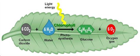 All cells need energy, the ability to perform or complete work. Biology Club: Overview of plant cells - Part 1 Structure ...