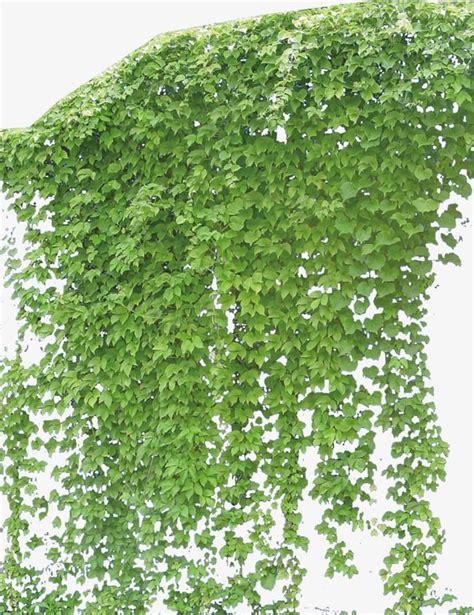 Creeper Png Images Grass Png Transparent Background Pngtree