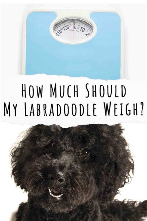 Litter size impacts puppy size How Much Should My Labradoodle Weigh?