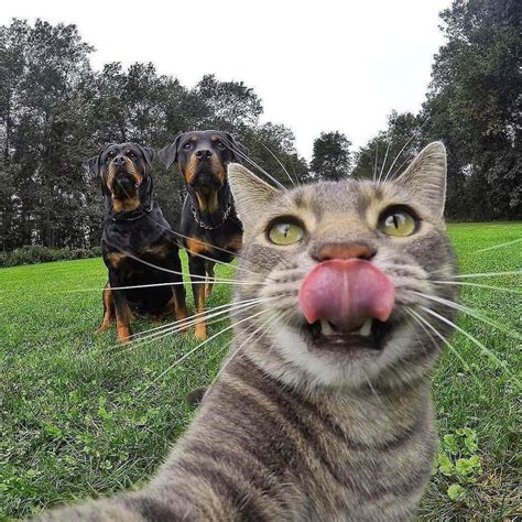 Kittysensations Kittysensations Instagram Cat Taking Selfie With