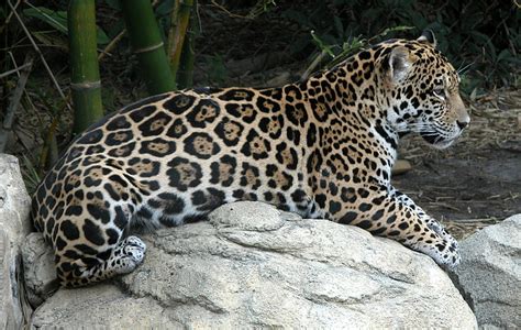 Free Slika Jaguar Mjesta Džungla Divlje životinja Uzorak Krzno