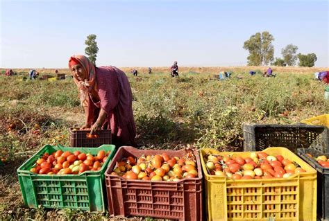 Tunisias Farming Systems Wins Global Recognition African Leadership