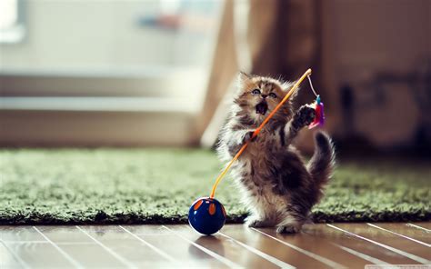 Funny Cats Dancing 17 Cool Wallpaper