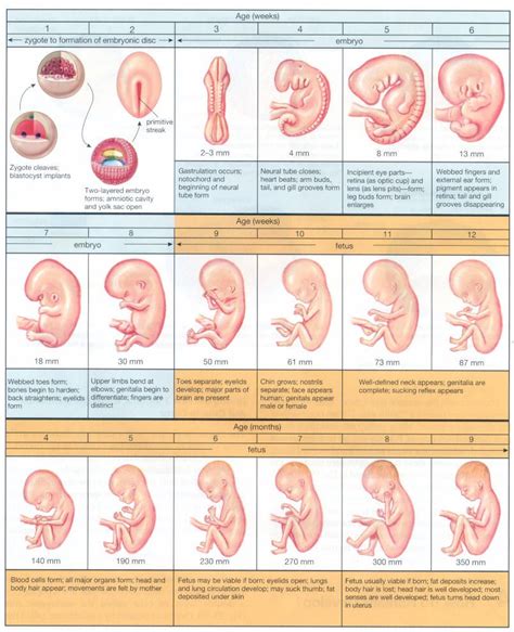 Stages Of Evolution Of Man Introduction To Embryology Baby