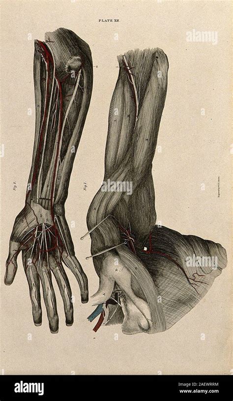 Nerves In Arm Hi Res Stock Photography And Images Alamy