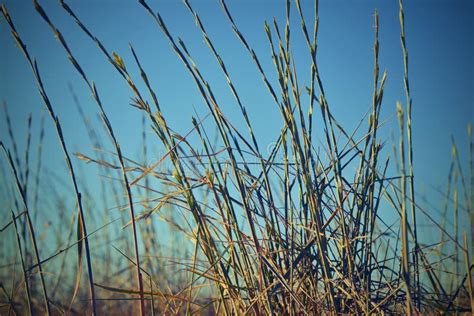 Summer Grass On A Background Of The Blue Sky Stock Image Image Of