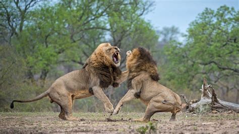 Roar Of The Wild Two Brother Lions Fight To Find Out Who S The Boss In Stunning Images World