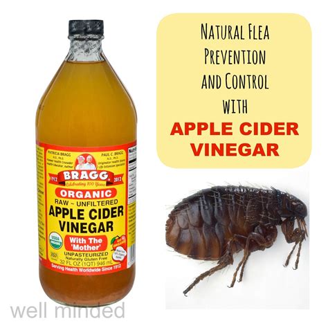 Using Apple Cider Vinegar For Natural Flea Prevention And Control