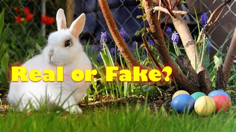 the easter bunny real or fake youtube