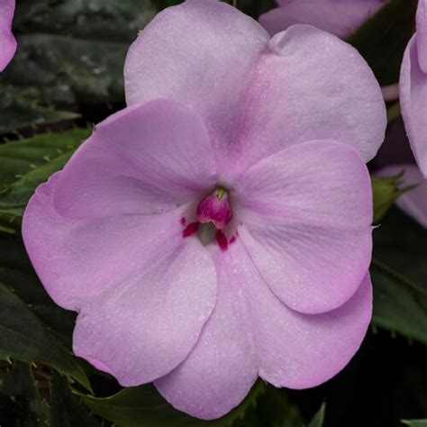 Sunpatiens Compact Orchid Blush Impatiens X Hybrida Proven Winners