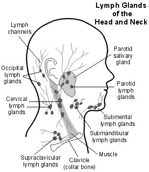 Anatomy of neck spaces and levels of cervical lymph nodes by dr. Simple Food Remedies: Blood Cancer - Non-Hodgkin's Lymphoma