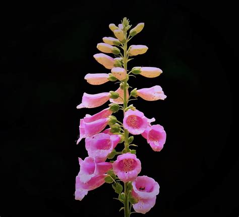 Foxglove Photograph By Theresa Nye Fine Art America