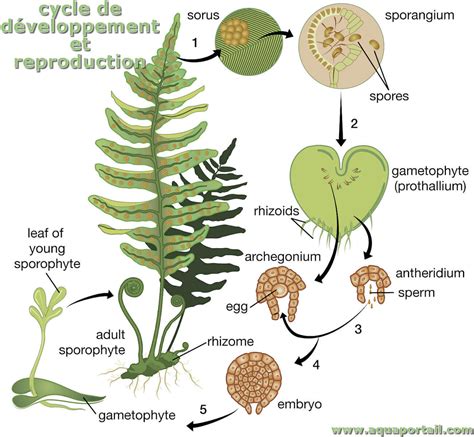 Sporophyte Définition Et Explications