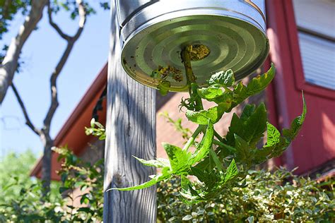This productive vertical strawberry planter can grow 48 plants in 2 square feet, great for patios and small space! DIY Upside Down Tomato Planter with a Galvanized Bucket - Our Handcrafted Life