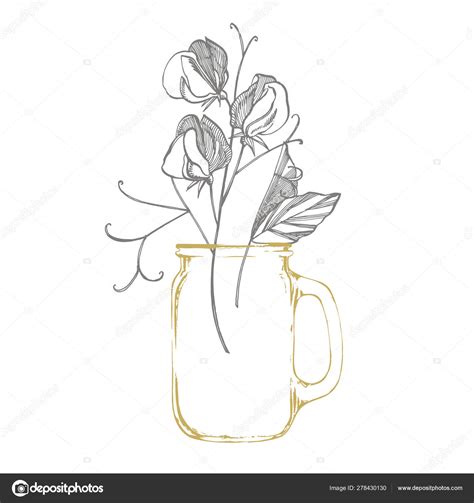 Sweet Pea Flowers Drawing And Sketch With Line Art On White Backgrounds