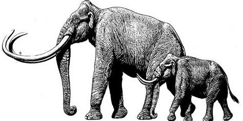 Gajah adalah mamalia besar dari famili elephantidae dan ordo proboscidea. 20+ Koleski Terbaru Gambar Sketsa Gajah Sumatera - Tea And ...